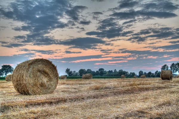beli siana na zachód słońca