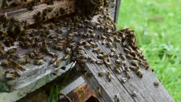 Les Abeilles Marchent Devant Entrée Ruche — Video