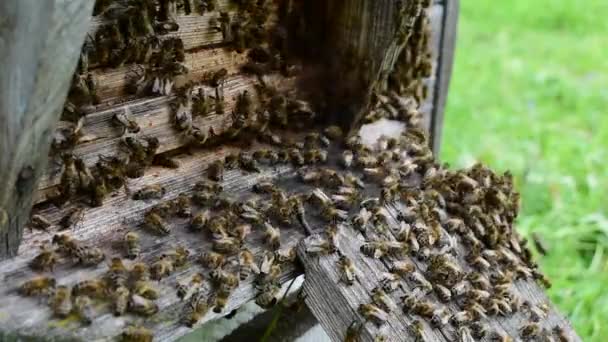 Des Abeilles Sortent Ruche Marchent Devant Entrée — Video