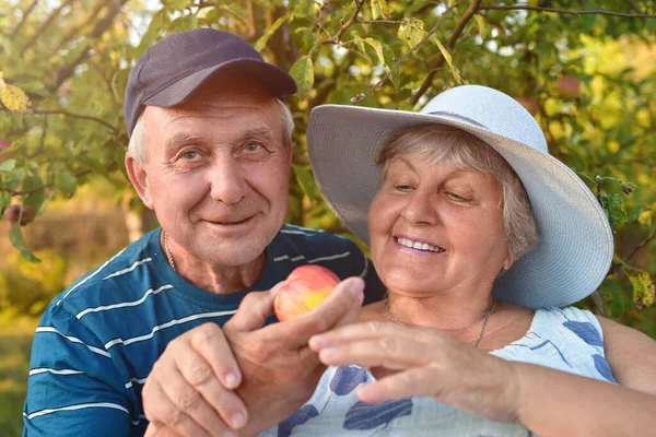 Les Gens Souriant Cueillant Des Pommes Joyeux Vieux Couple Des — Photo