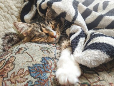 Yatağın üzerinde beyaz bir battaniyeyle yatan çizgili şirin kedi yavrusu. - Evet. Sevimli evcil hayvan kavramı