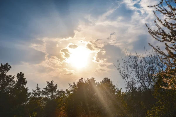 Árboles Forestales Naturaleza Madera Verde Luz Del Sol Fondo — Foto de Stock