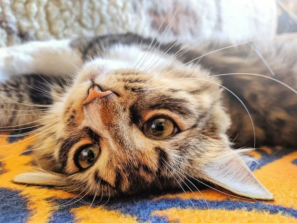 Komik çekici kedi sabah güneşinde sırt üstü yatar.