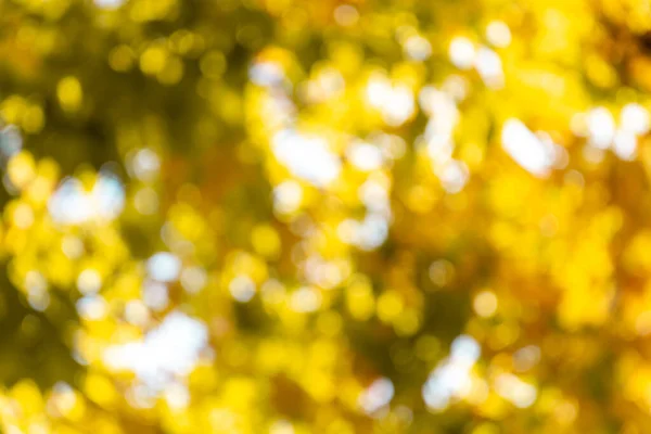 Autumn. Blurry background with yellow foliage. — Photo