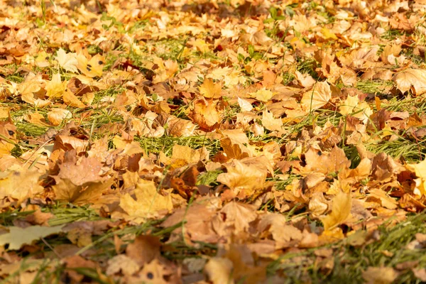 Autumn. Close-up of yellow leaves on the ground in the Park. Stock Image