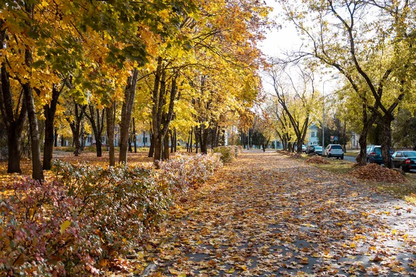 Осінь. Стежки в парку вкриті жовтим листям . — стокове фото