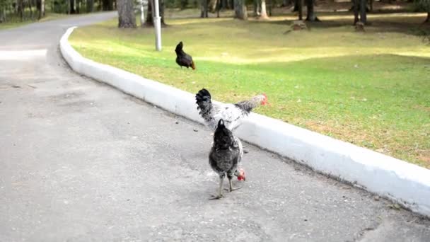 Pollo in giro per il cortile. — Video Stock