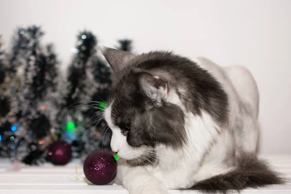 Vánoce, velká kočka Maine Mýval sedí na pozadí vánočních hraček. — Stock fotografie