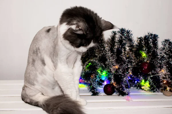 Χριστούγεννα, μεγάλη γάτα Maine Coon κάθεται στο παρασκήνιο των παιχνιδιών των Χριστουγέννων. — Φωτογραφία Αρχείου