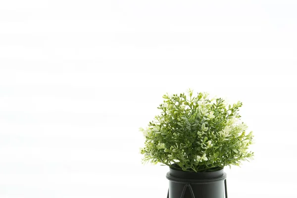 Boxwood ball in a black pot, on a white background. — Stock Photo, Image