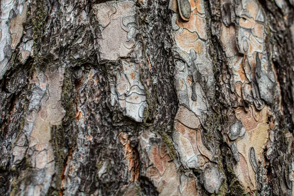 Textura close-up de casca de pinheiro. Papel de parede natural. — Fotografia de Stock