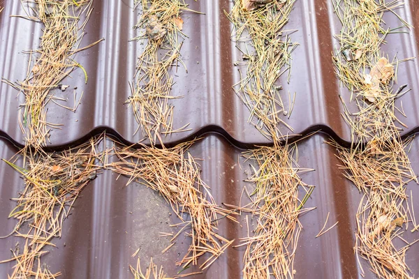 Çatı ladin iğneleriyle kaplı.