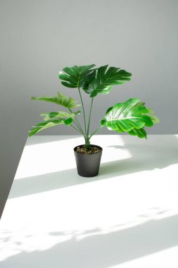 Tencerede küçük bir canavar, güneş ışığında beyaz bir masanın üzerinde..