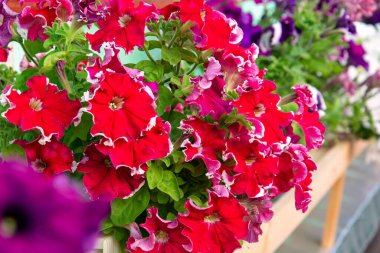 Bahçedeki zengin kırmızı petunya, yaklaş..