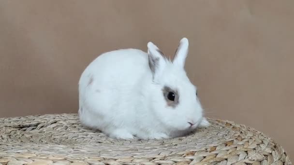 Wielkanoc biały królik siedzi na wiklinowym stoisku słomkowym. — Wideo stockowe