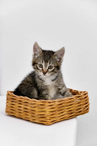 Un gatito gris en una canasta de mimbre sobre una mesa blanca — Foto de Stock