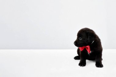 Siyah bir köpek yavrusu beyaz bir masada oturuyor.