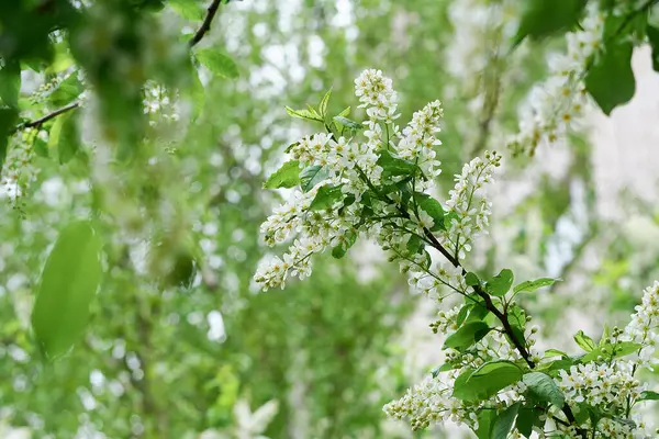 Flor pájaro cerezo rama de primer plano —  Fotos de Stock