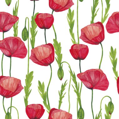 Suluboya kırmızı gelincikler. Beyaz arka planda tomurcukları olan çiçek desenli gelincikler..