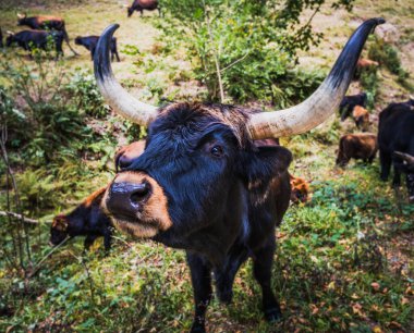 Büyük boynuzlu kara inek kameraya doğru bakıyor.