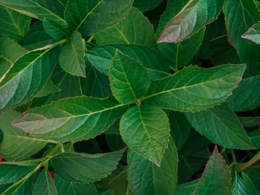 Yeşil ortanca yaprakları. Soyut yaprak dokusu. Doğa geçmişi. Doğal kozmetik veya duvar kağıdı masaüstü sunumu için çiçek dekoru