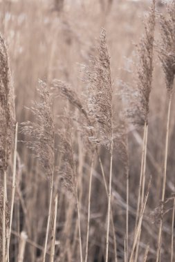 Boho tarzında iç dekorasyon. Kuru altın kamışlarla beste yap. Soyut doğal arkaplan. Tarafsız renklerle güzel bir desen. Asgari, şık, moda konsepti. Pampas otu