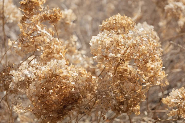 Floral minimal home interior boho style. Fall composition with dry golden Hydrangea. Abstract natural background. Beautiful pattern with neutral colors. Minimal, stylish, trend concept.