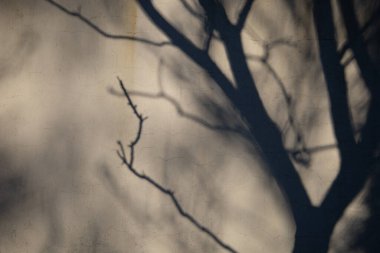 Ağaç gölgesi arkaplanı, dallar ve pastel kirli çimento dokusu duvarındaki gövde desine. Güneş ışığı ve gölgelerin oluşturduğu soyut doğa bileşimi.