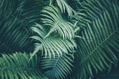 Dark green fern texture background looks like cosmic jungle. Soft focus to unusual vibrant deep emerald color exotic plants. Abstract tropical backdrop of rainforest foliage textures for creative use