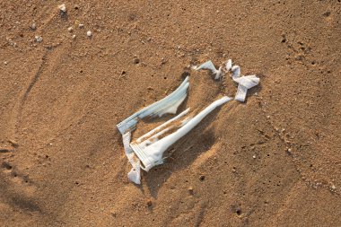 Soluk mavi, tek kullanımlık maske plajına atılmış. Çevre ve sahil kirliliği. Denize atılan cerrahi maske okyanusun sağlığını tehdit ediyor. COVID-19 sırasında atık.