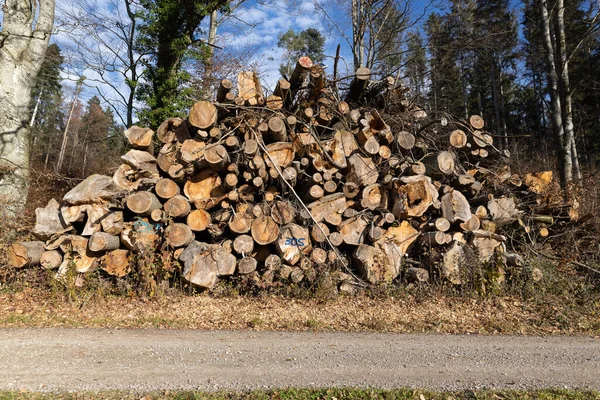 Hatalmas Vágott Halom Vastag Vékony Tárolt Vihar Elpusztította Egész Erdő — Stock Fotó