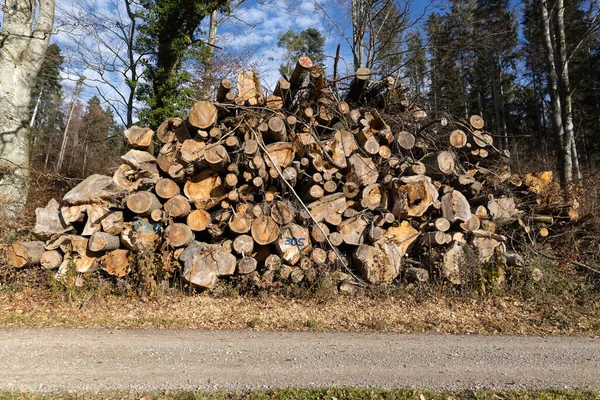 Enorme Houtstapel Met Dik Dun Opgeslagen Hout Storm Verwoestte Het — Stockfoto