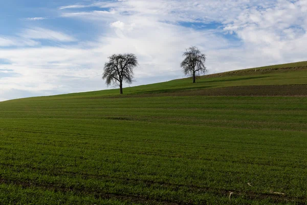 Dva Podzimní Stromy Holém Oblačném Počasí Zelené Louce Modrou Zataženou — Stock fotografie