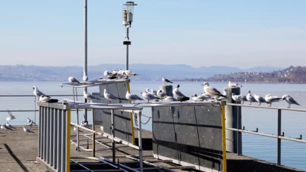 Muchas Gaviotas Mediterráneas Muelle Algunas Sentadas Una Barandilla Otros Animales — Vídeos de Stock