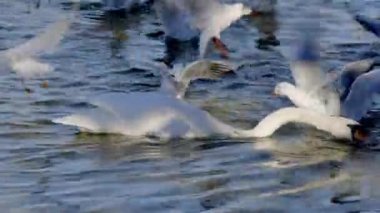 Sessiz kuğu mavi renkli gölde yüzer ve gün batımında, insanlar olmadan Akdeniz martılarıyla yemek için savaşır.