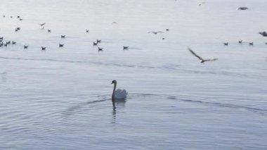 Büyük gölde tek başına yüzen beyaz kuğu, aç gözlülükle yiyecek arayan birçok uçan ve dinlenen martıyla çevrili, video özellikleri: prores 422 HQ, 4K UHD, 29.97 frames