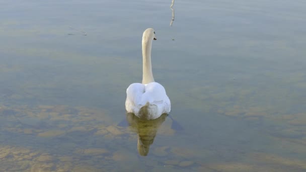 Proud White Swan Swimming Slowly Pond Filmed Interesting Perspective Day — Stock Video