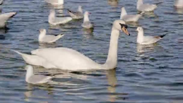 Witte Zwaan Vechten Met Mediterrane Meeuwen Voor Voedsel Een Grote — Stockvideo