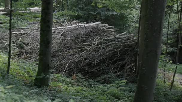 Holz Ricey Bündel Dicht Übereinander Gestapelt Grünen Wald Gefilmt Handheld — Stockvideo