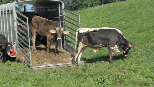 Otwarty Transporter Bydła Zielonym Polu Czarnymi Brązowymi Krowami Polu Rampą — Wideo stockowe