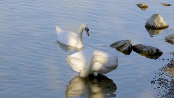 Pair Swans Foraging Shore Lake Seagulls Trying Eat Away Prey — Stock Video