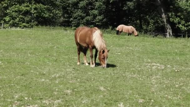 Pequeno Cavalo Marrom Dourado Come Grama Verde Durante Dia Prado — Vídeo de Stock