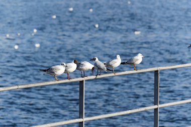 Altı martı rıhtımda bir korkulukta oturuyor, arka planda yüzen su kuşlarıyla dolu güzel mavi gölü görebilirsiniz, gündüzleri, insanlar olmadan.