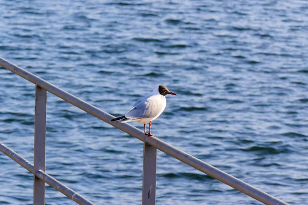 Gaivota Solitária Sentado Corrimão Cais Fundo Você Pode Ver Belo — Fotografia de Stock