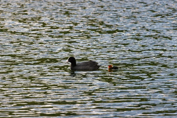 Blässhühner Mit Neugeborenen Jungen Die Gegenlicht Auf Dem See Schwimmen — Stockfoto