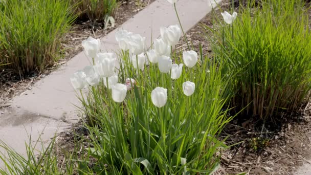 Mooi Wit Geopende Tulpen Het Voorjaar Waait Lichte Wind Een — Stockvideo