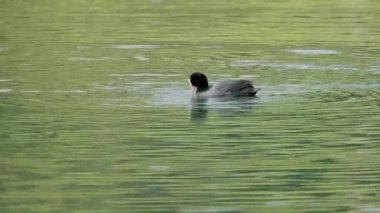 Siyah ördek yavrusuyla gölde yüzer ve gün boyunca insanlar olmadan su altında beslenmek için balık arar.