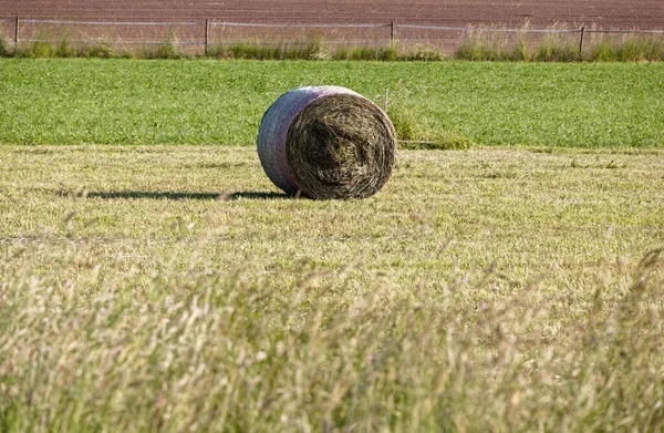 Single Harvested Yellow Hay Bale Freshly Mowed Summer Meadow Tall — Stock fotografie