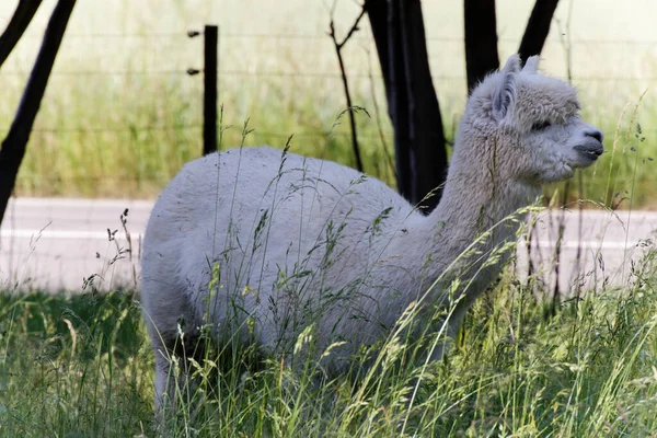 Bianco Alpaca Soffice Piedi Erba Alta Verde All Ombra Durante — Foto Stock