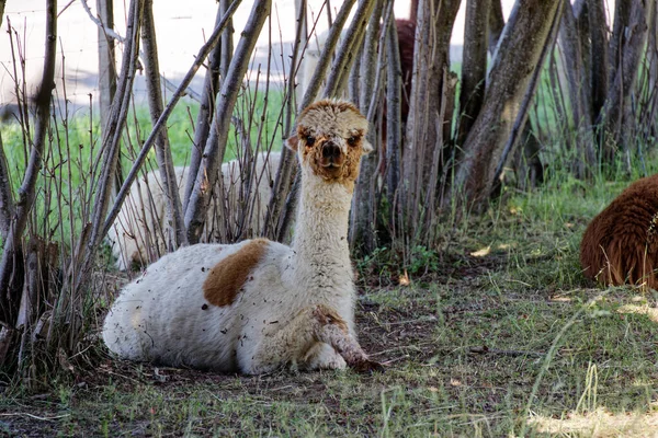 Alpaca Soffice Marrone Bianco Seduto All Ombra Fresca Con Vista — Foto Stock